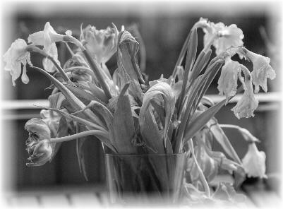 verwelkte Blumen, ein Symbol für Trauer
